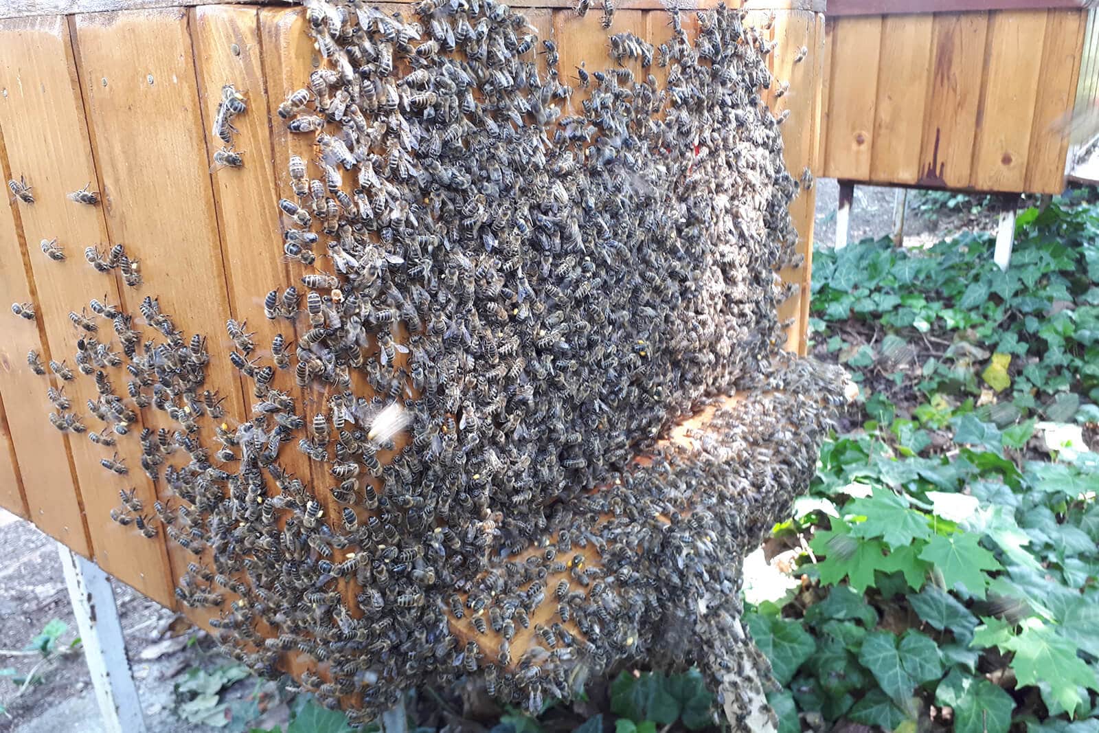 pszczoly w lesie