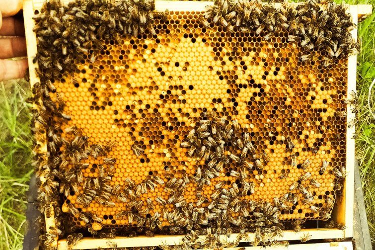 miod pszczeli